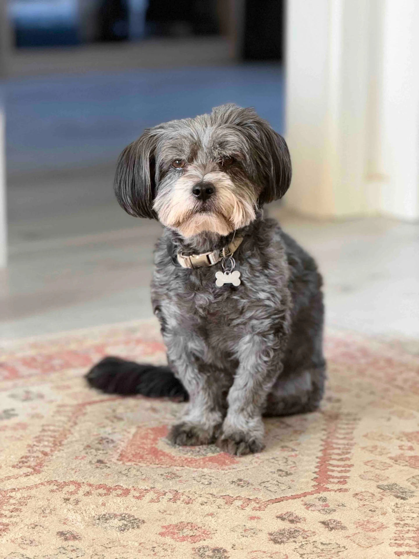 Kiko, cão de pelo cinzento e branco, sentado num tapete dentro de casa.
